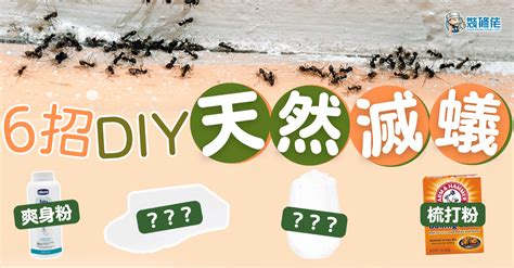 廁所有蟻|【滅蟻方法】屋企有蟻？教你2步輕鬆滅蟻＋防蟻方。